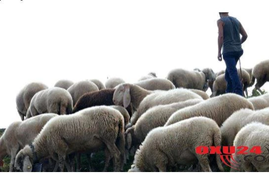 Bu testi həll edə bildinsə, məntiqin güclüdür - ÖZÜNÜ YOXLA