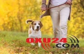 DİQQƏT! Heyvan gəzdirən şəxslər cərimələnəcəklər