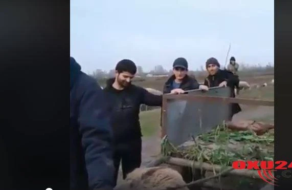 Azərbaycanda "eşşək realiti şou" yarışması keçirildi