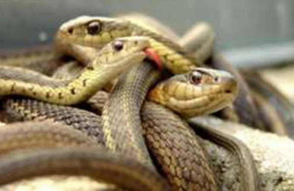 Dünyanın ən təhlükəli adası: İlanlar burada sürü  halında  yaşayır,kimsə yaxınlaşsa....+VİDEO