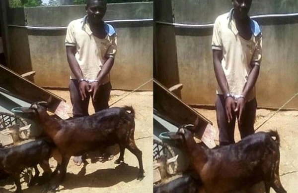 Dəhşətli olay: Keçini zorlayan  gəncdən  ŞOK açıqlama +FOTOLAR