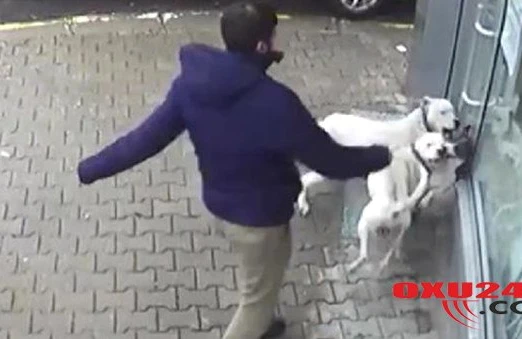 Dəhşətli anlar kamerada: Pitbul iti şəhəri bir-birinə qatdı +VİDEO