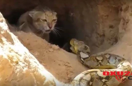 Pişiklə ilanın ölüm-dirim  savaşı:  Ana  pişik  nəhəng ilanı belə öldürdü (VİDEO)