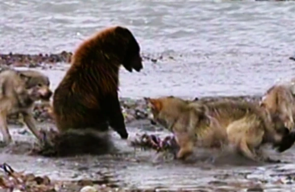 Dəhşətli kadrlar: Qurd sürüsü nəhəng ayını parçaladı +VİDEO
