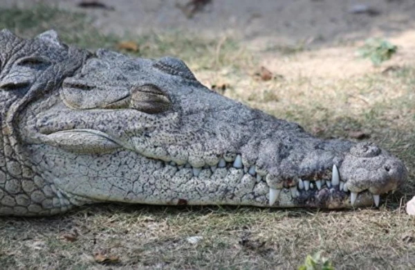 Bu timsahın dəfninə 500 nəfər gəldi - Ona heykəl qoyacaqlar - FOTO