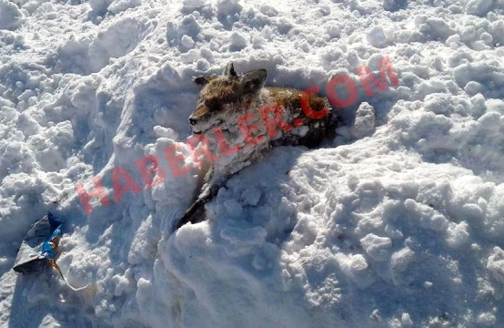 Yemək axtaran tülkü donub öldü -VİDEO