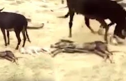 Ana eşşək balasını öldürən canavardan qisasını belə aldı