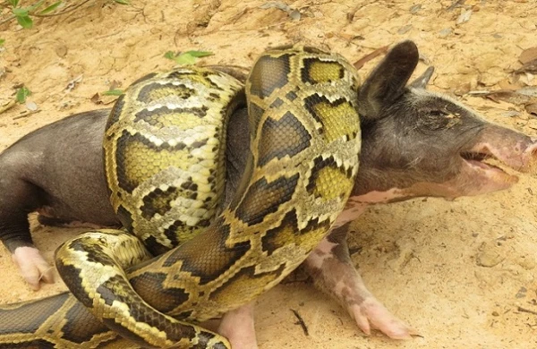 İlan donuz balasını udmaq istədi +VİDEO