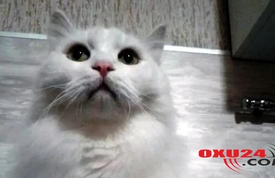 Çay içdikdən sonra mütləq 1 stəkan su için - Həkimlər bildirir