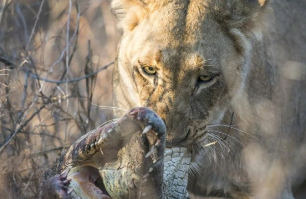 Dişi aslan nəhəng timsahı parçaladı -FOTOLAR