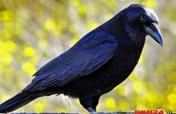 Azərbaycanda qarğalar kütləvi şəkildə qırılır - Səbəb nədir?