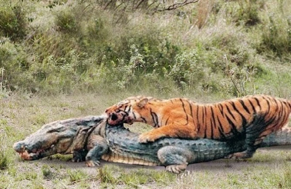 Pələngin ayı,timsah və fillə ölüm-dirim savaşı +VİDEO