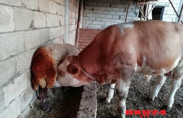 "Sevgilim dedi ki, tüklü qal, üzünü və bədənini qırxma" - 3 uşaq anası - FOTO