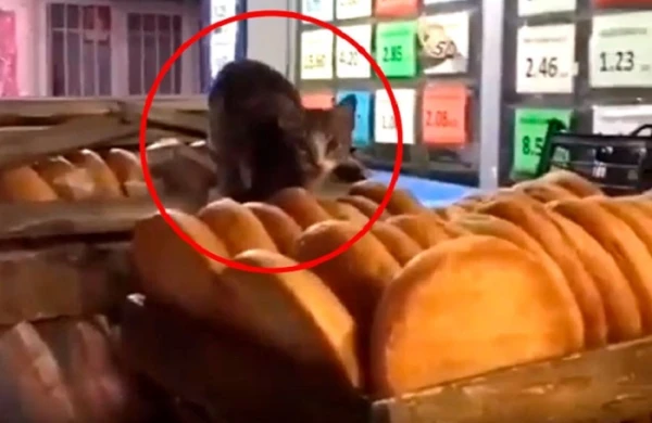 Aldığımız çörəyin üstündə pişiklər gəzir