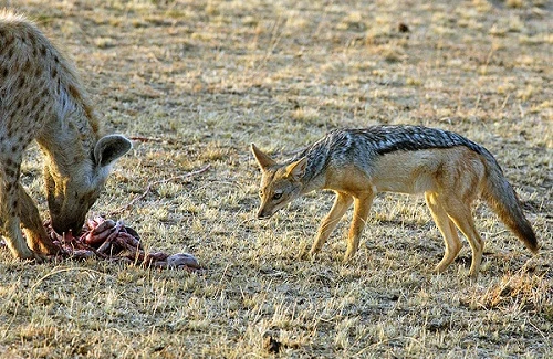 Azərbaycanda dəhşət: Vəhşi heyvan çobanın bədən üzvünü qopardı
