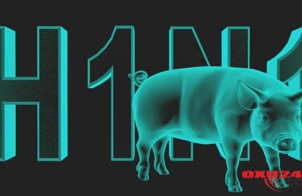 SON DƏQİQƏ! “Donuz Qripi” Gəncədə – Həkim Təsdiqlədi