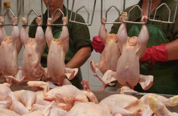 Broyler toyuğu alanlar diqqətli olsun! Süni şəkildə şişirdilir