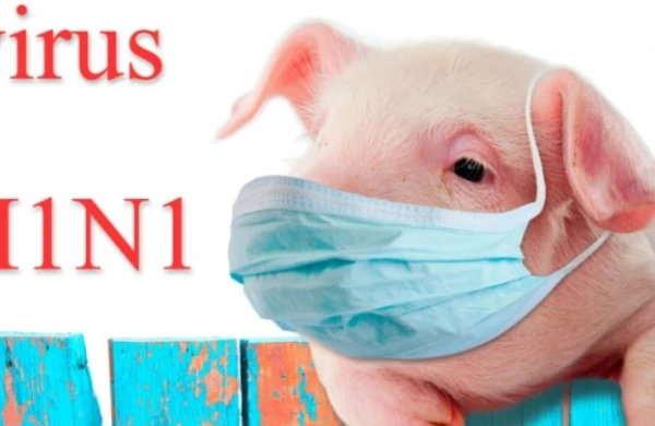 `Donuz qripi`ndən qorunmaq üçün nə etməli? - Mütləq oxuyun