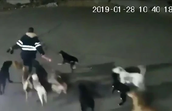 İşdən gələn qadını küçə itləri parçaladı