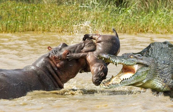 Dəhşətli kadrlar: Nəhəng ilan ceyranı udur,fil camışı öldürür