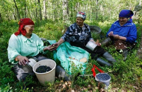 Azərbaycanda meşələrdən meyvə yığmaq qadağan edildi - CƏRİMƏLƏR