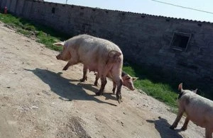 Ac donuzlar qadını diri-diri yedilər