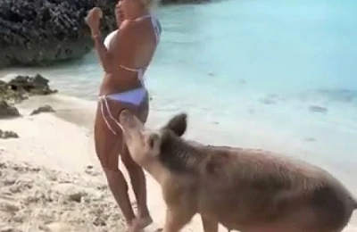 Donuz ağ bikinidə poz verən modelə hücum etdi - Görün nə hala saldı