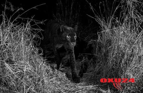 100 il sonra ilk dəfə: Qara leopardın görüntüsü – Foto