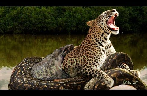 Dəhşətli kadrlar: İlan iri heyvanı belə uddu