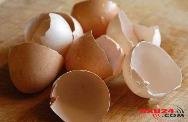 Yumurta qabığının inanılmaz FAYDALARI