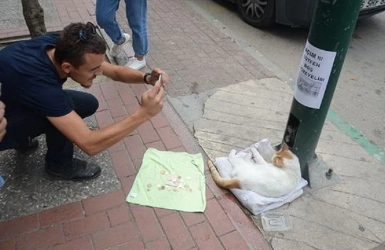 "Dilənən"pişik - Hər kəs bu videodan danışır