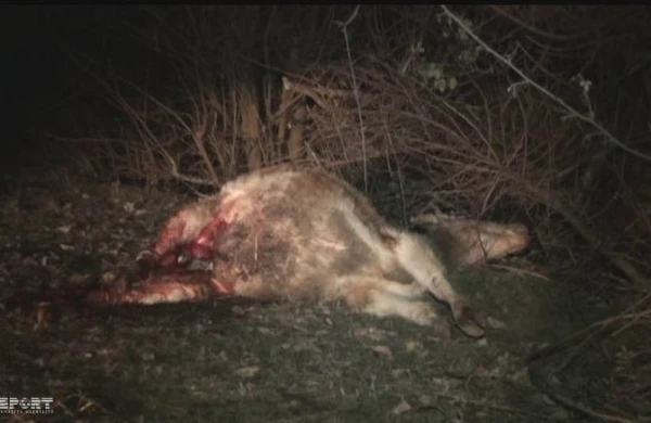 Canavarlar inəyi parçaladı,sahibinə hücum çəkdi - Şəkidə gərgin gecə