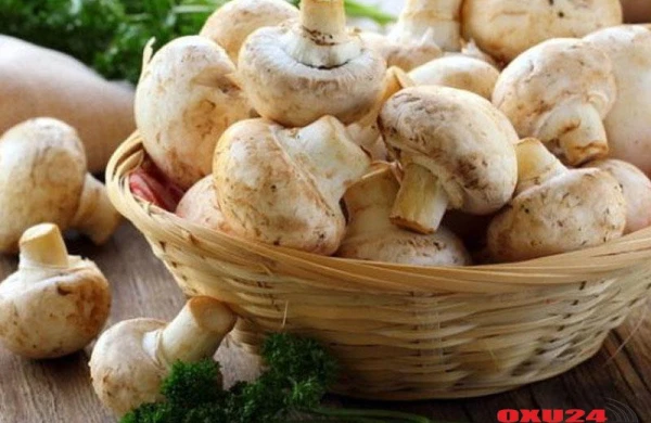 Şampinyon göbələyinin sağlamlığa inanılmaz faydası