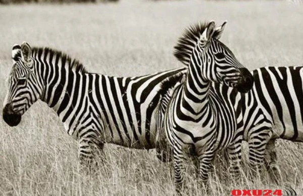 Minillik sualın cavabı tapıldı: zebralar niyə zolaqlıdır?