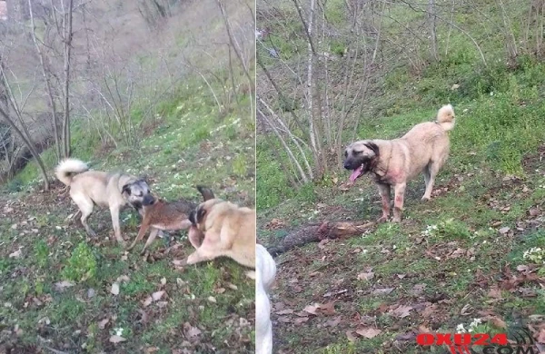 İtlər kəndə hücum çəkən canavarı belə parçaladı