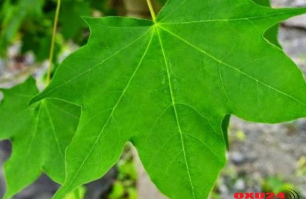 Bu ağacın yarpağını əzib yaranıza sürtün - Sədəfi də müalicə edir