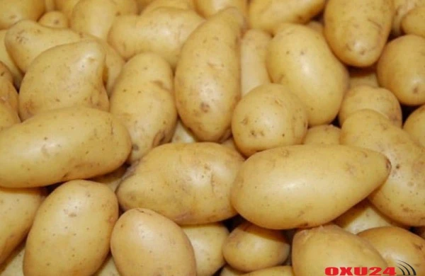 Azərbaycanda ən bahalı kartof bu kənddə satılır - kiloqramı 3 manatdır