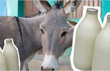 Uzunqulaq südünün insan orqanizminə FAYDALARI