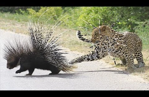 Oxatan kirpi ilə bəbirin davası:Kirpi oxuyla onu qanına boyadı