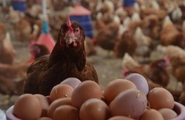 Xarici yumurtalar “yerli” adı ilə əhaliyə satılır