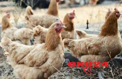 İnanılmaz HADİSƏ: toyuqlar onlara hücum edən tülkünü öldürdü