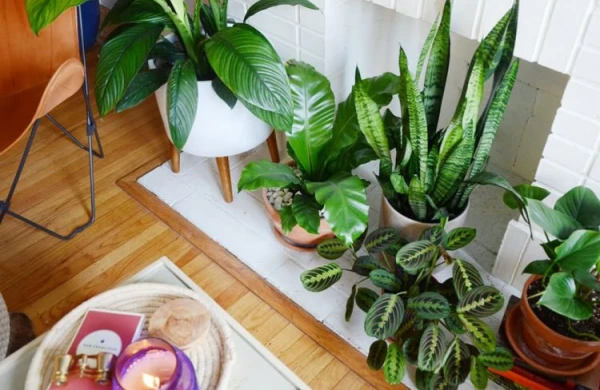 Xəstəlik yaradan dibçək bitkiləri - Evdə saxladığınız " bomba" - VİDEO