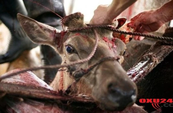 Viaqra belə hazırlanırmış: ŞOK GÖRÜNTÜLƏR - FOTOLAR (+18)