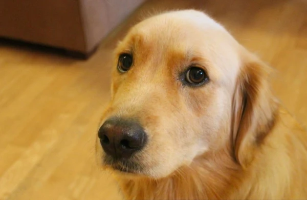 Qonşusunun itini öldürən kişi tutuldu - Azərbaycanda