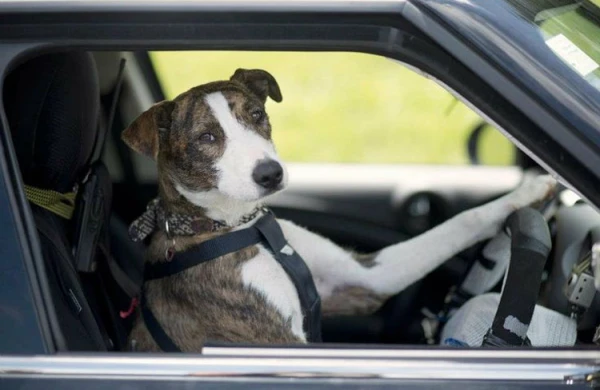 Maşını mən yox, itim sürürdü - Qəza törədən sürücüdən polisə ŞOK cavab