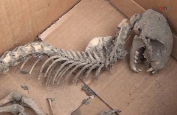 Azərbaycanda qorxunc heyvan tapıldı