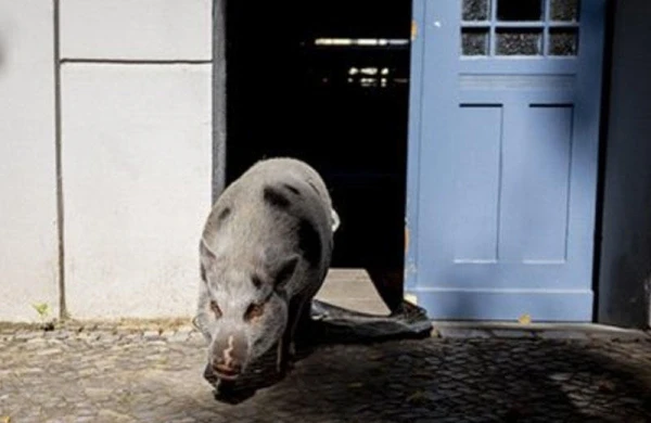 Qadın donuza görə həbsxanaya düşdü - Şok təfərrüat