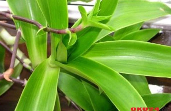 Bronxial astmanın dərmanı bu otaq bitkisindədir - Hər evdə var