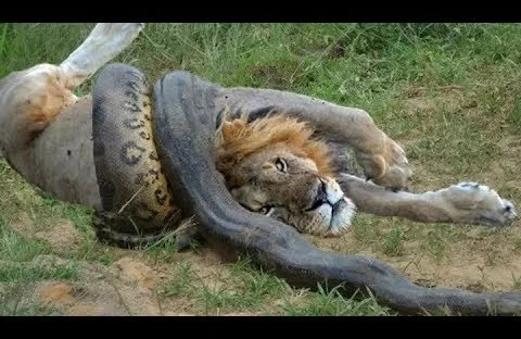 İlan timsahı və şiri belə uddu