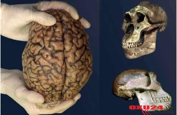 İnsanların beyni kiçilir – Alimlər